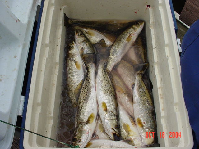 Sunday AM trout
