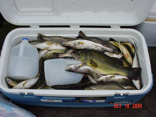 Combination of fish caught that Sunday