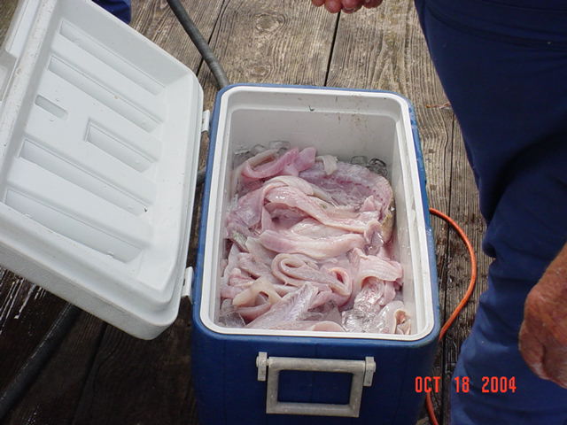 ice chest of filets