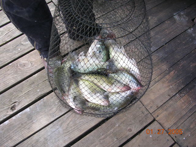 texoma crappie