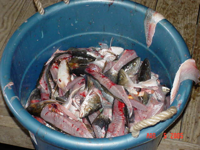 carcasses