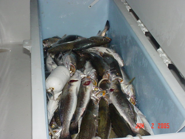 Trout in a chest