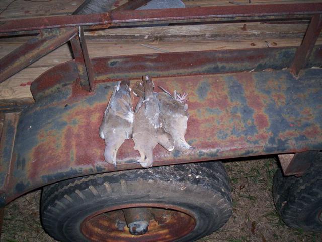 A few of what we were trying to shoot