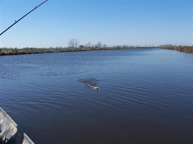 The speckle trout dance