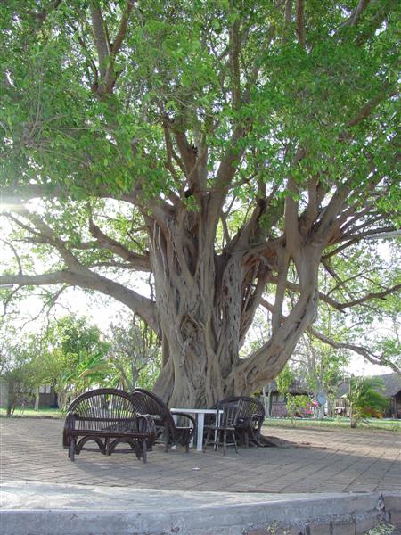 Yguerra tree