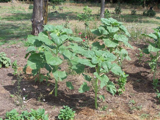 Some soon to be state flowers