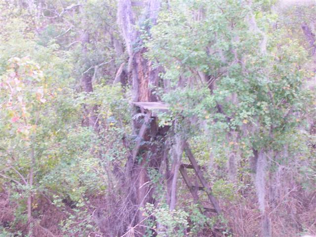 The old deer stand