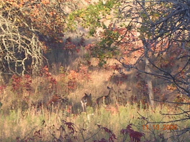 deer
