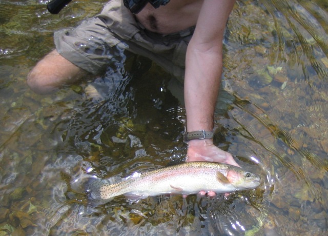 river trout 1
