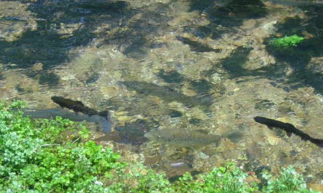 troutpark fish 2