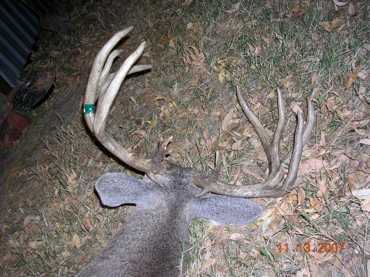 buck 4