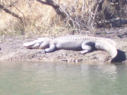 Alligator sunning Himself on Rayburn