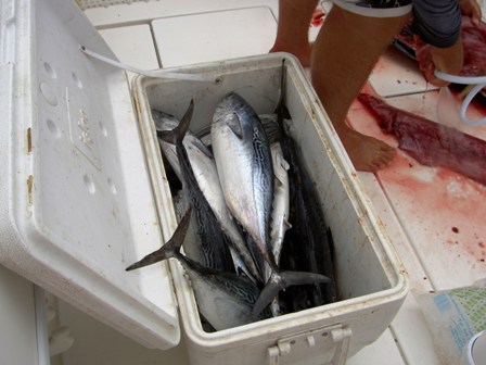 bonito